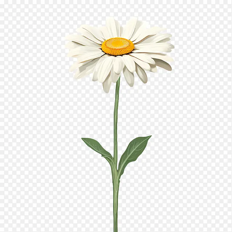 雏菊花-雏菊花