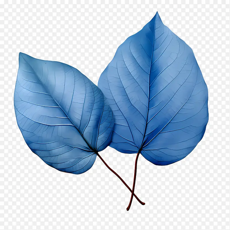 蓝色的叶子-蓝色的叶子叶子蓝绿色的植物