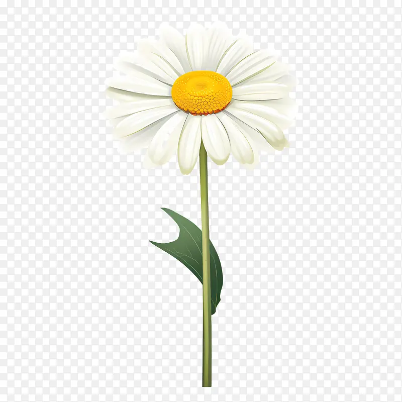 雏菊花-雏菊花