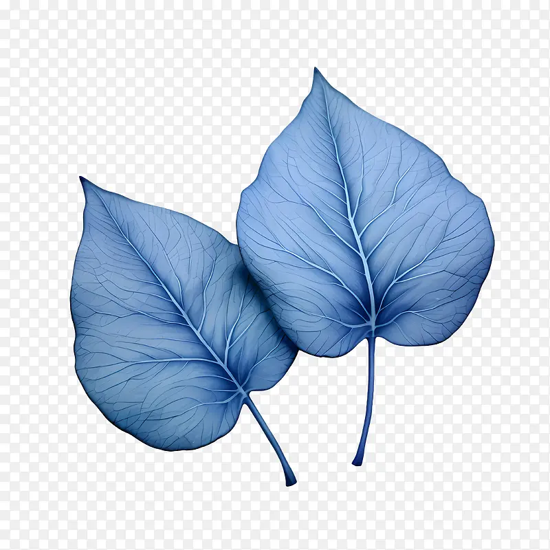 蓝色的叶子-蓝色的叶子叶子花水彩光