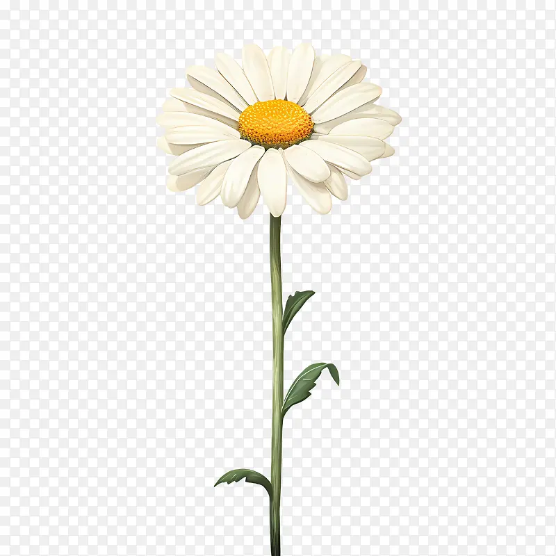 雏菊花-雏菊花