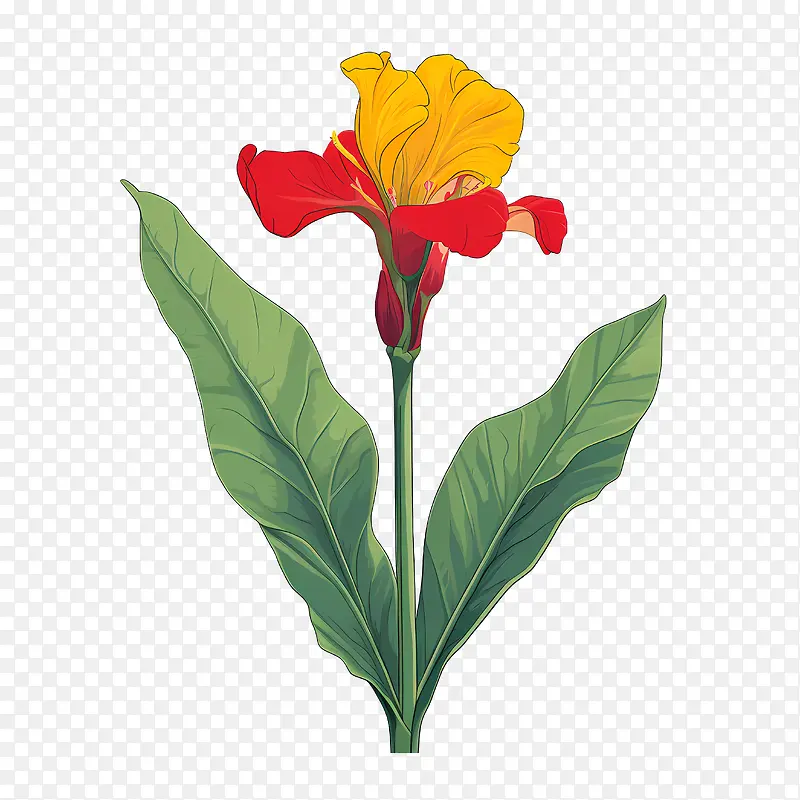 美人蕉-美人蕉花卉花红黄色