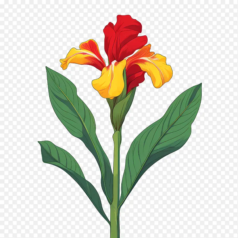美人蕉-美人蕉红色黄色花叶