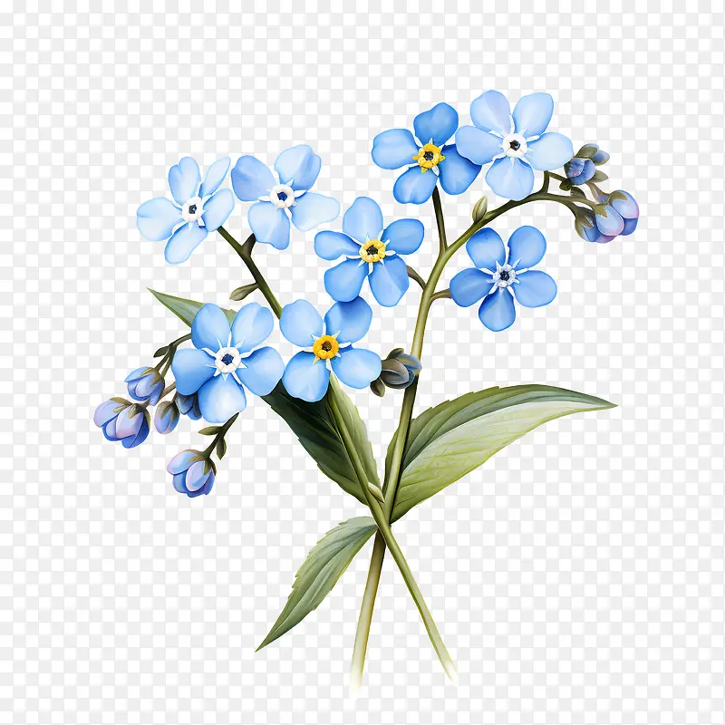 勿忘我花-勿忘我花蓝色勿忘我-勿忘我花枝