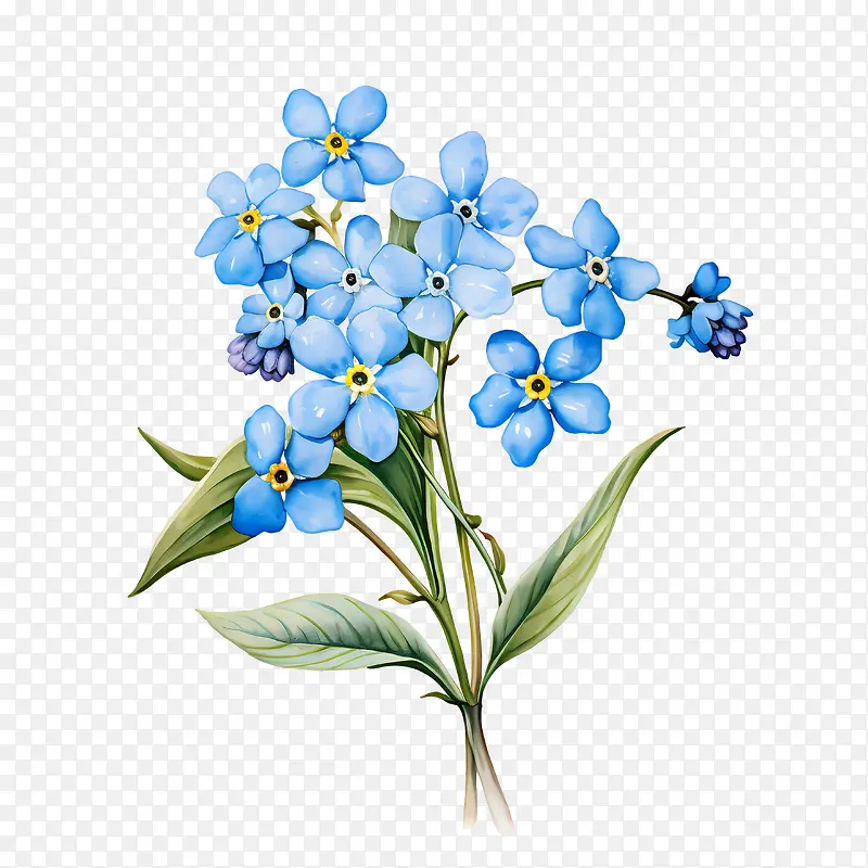 勿忘我花-勿忘我花水彩蓝色花朵勿忘我-勿静物