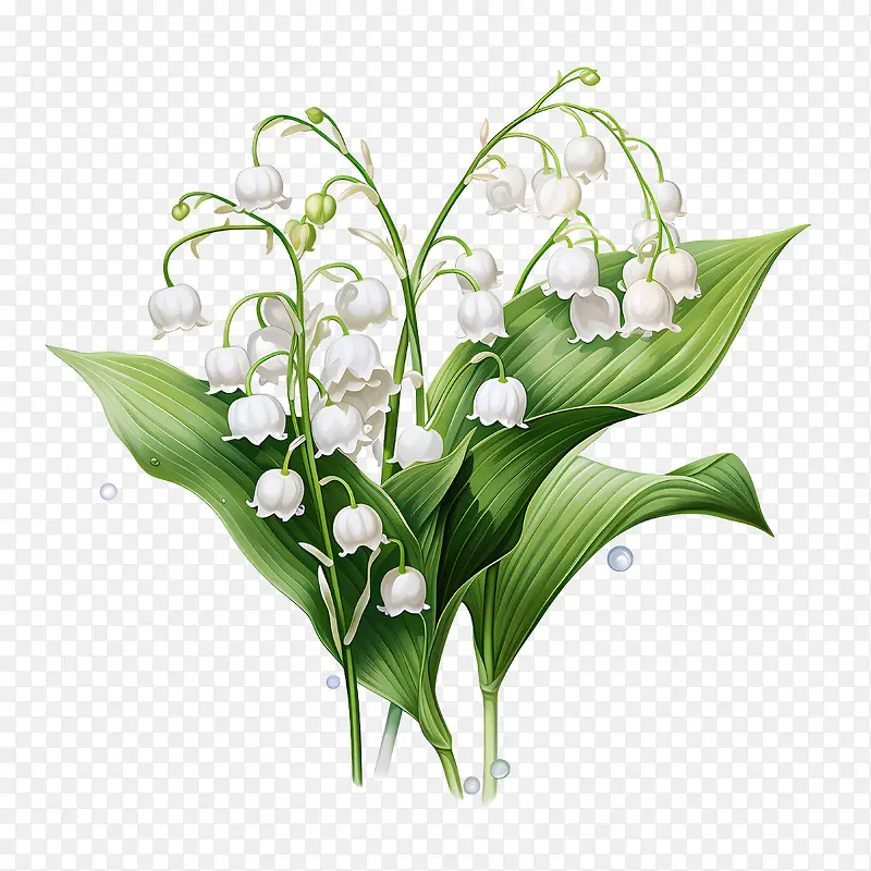 铃兰-铃兰铃兰花白花绿叶
