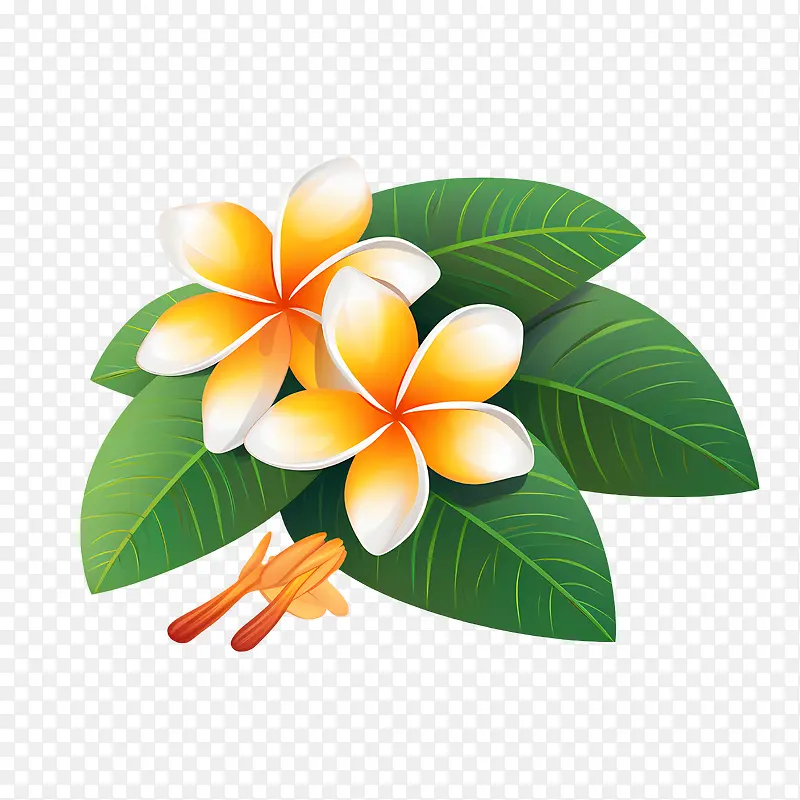 鸡蛋花花-鸡蛋花花