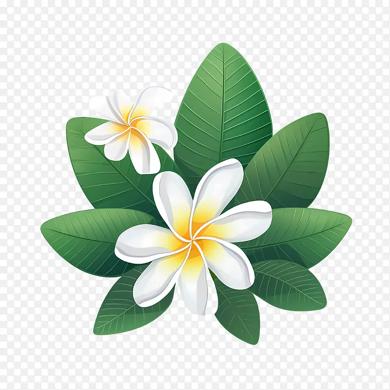 鸡蛋花花-鸡蛋花花
