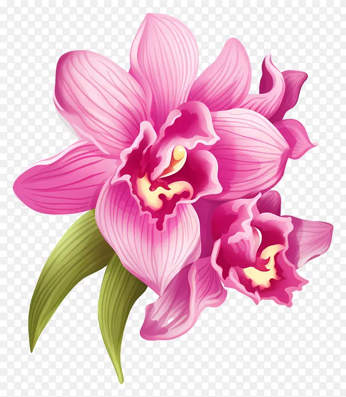 兰花—粉色兰花,花瓣和茎卷曲