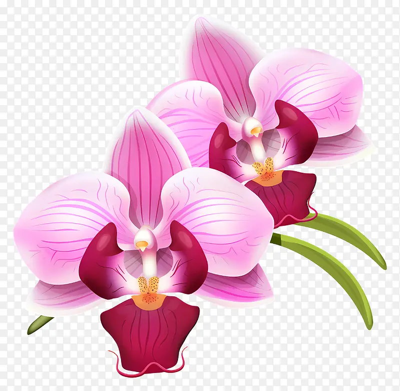 兰花—黑色背景中的两朵粉色兰花,美丽逼真