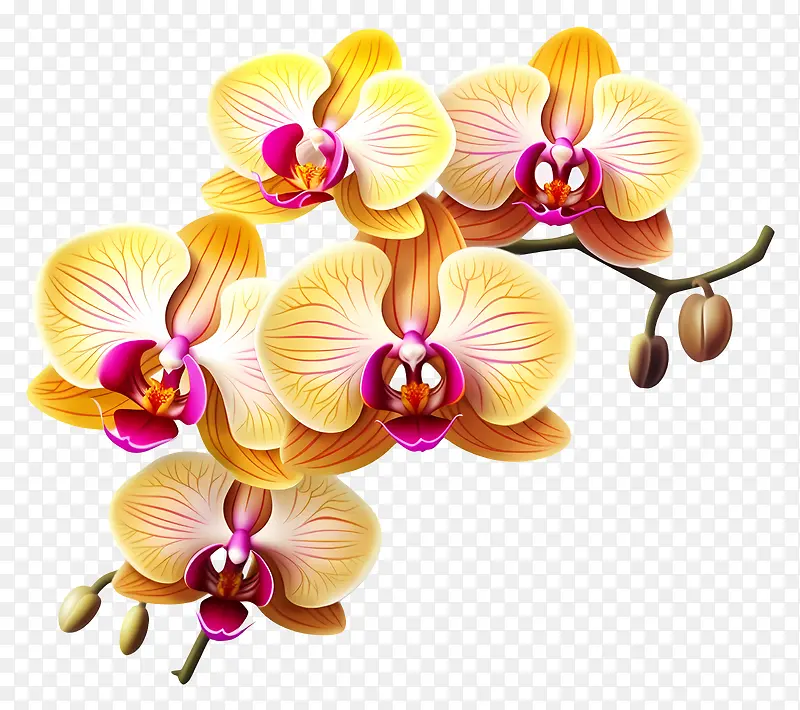 黄色兰花-黑色背景上的一组黄色兰花