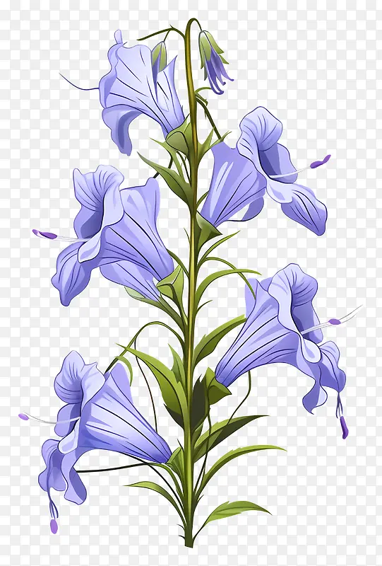 风信子-蓝色花瓣的风信子花的真实图像