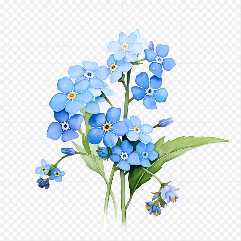 勿忘我花-春天的花朵