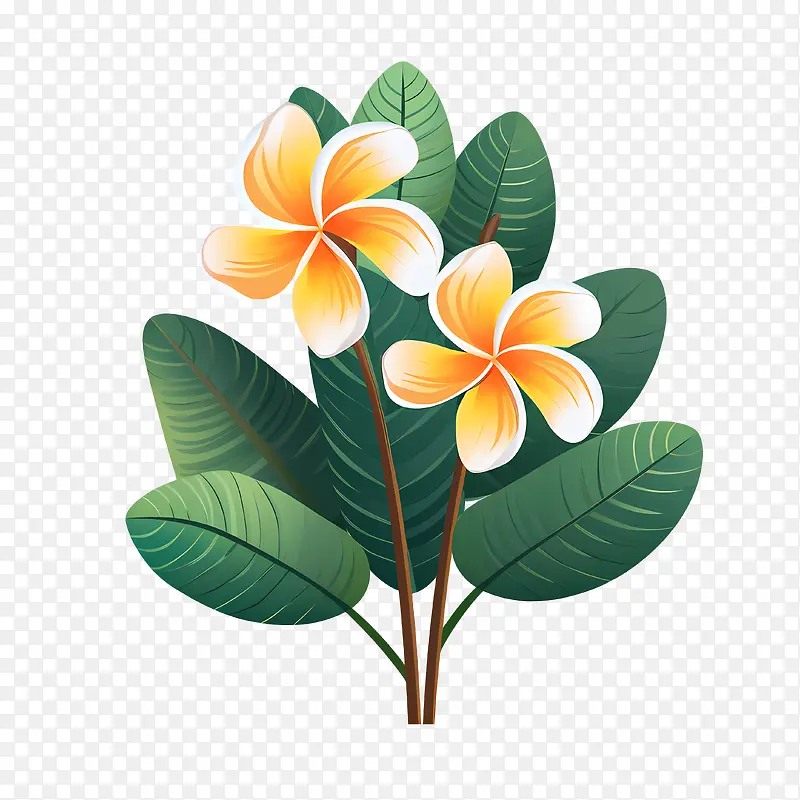 鸡蛋花花-鸡蛋花花