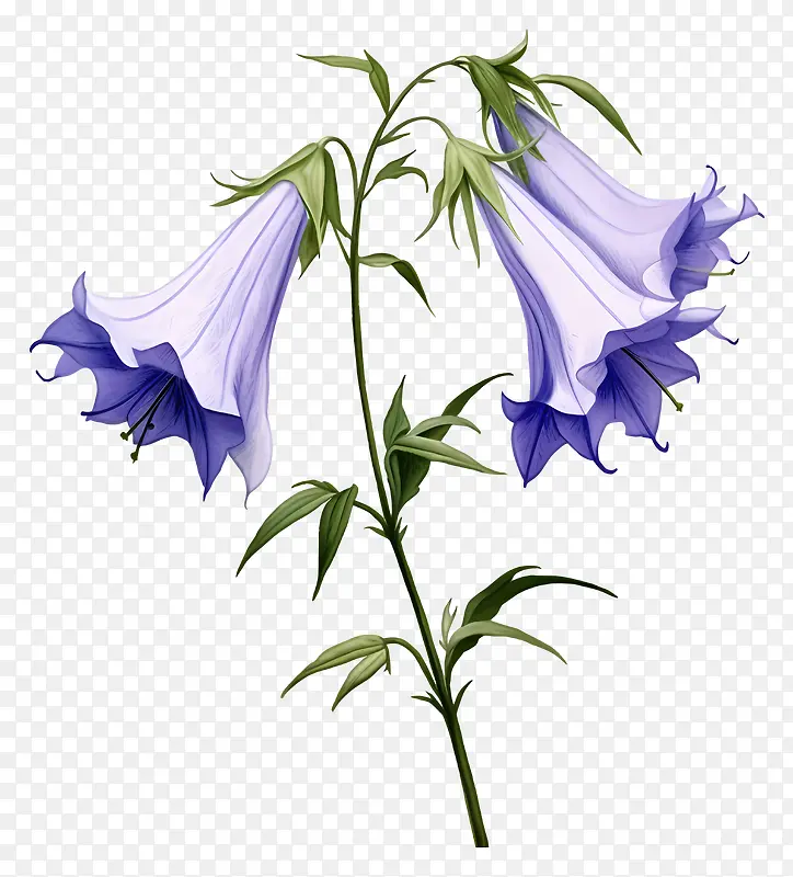 紫色花-大紫色花,粉红色雄蕊和绿色叶子