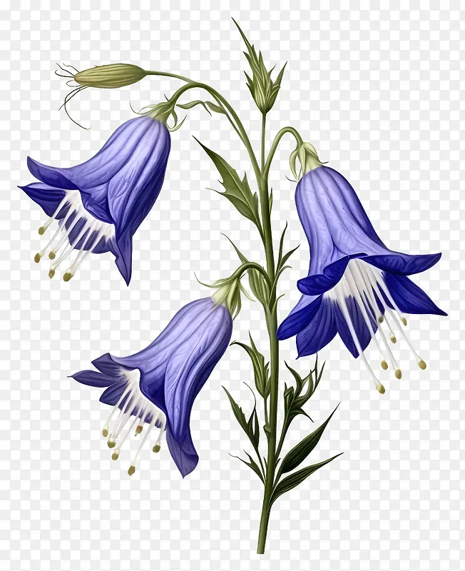 蓝铃花-蓝铃花,白色和蓝色的花瓣
