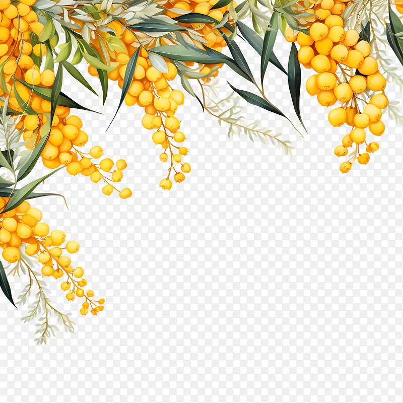金荆树-金荆树澳大利亚野花金荆树桉树柠檬树
