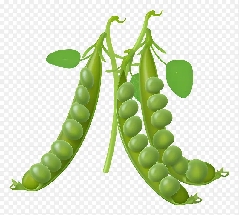 豌豆-表面有光泽的绿豌豆,豆荚中缺失