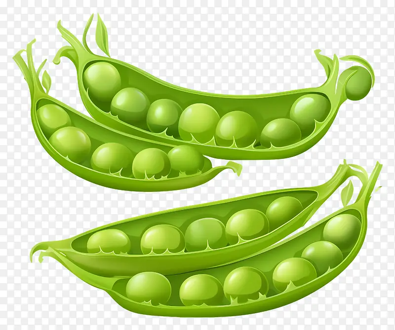 豌豆-豆荚中的三颗豌豆,不同成熟阶段