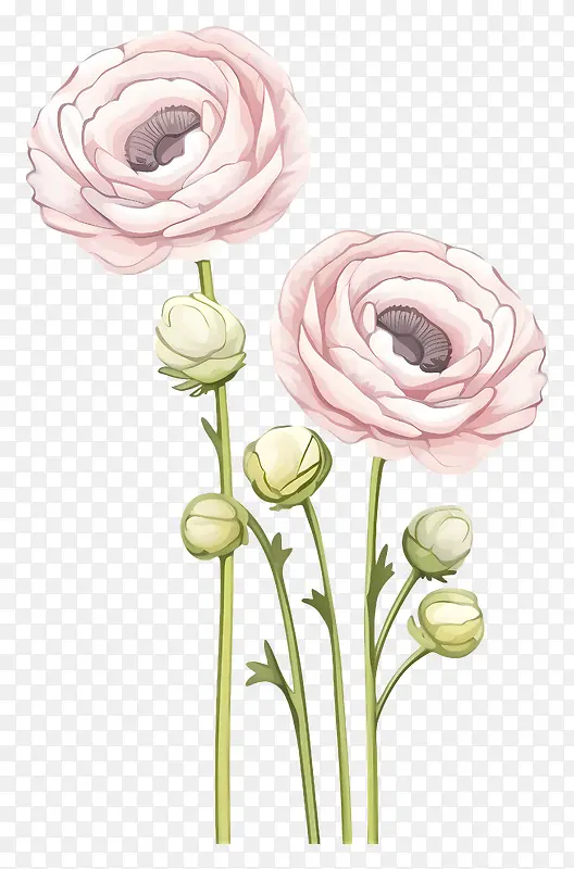 粉红色的花朵-三朵粉红色的花朵在黑色上盛开