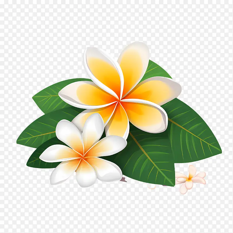 鸡蛋花花-鸡蛋花花
