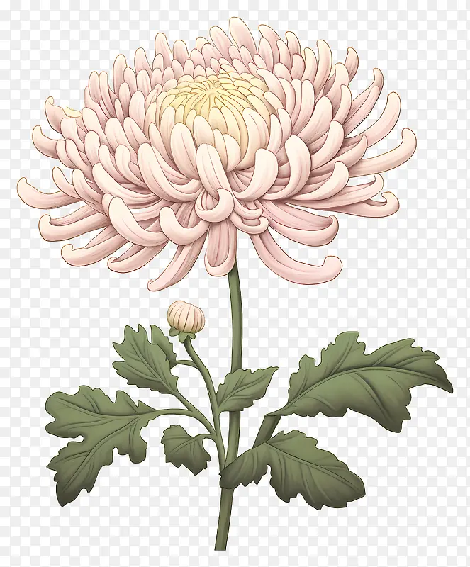 菊花-黑色背景上的单粉红色菊花