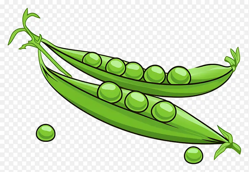 豌豆-绿色豆荚里的两颗豌豆,里面有种子
