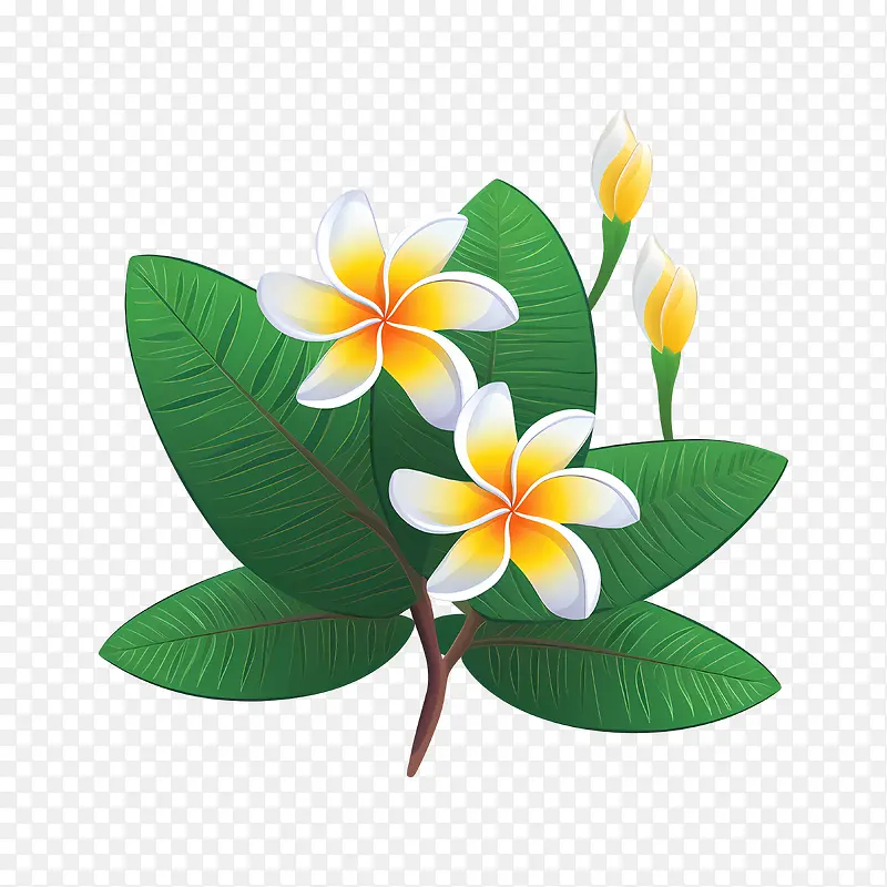 鸡蛋花花-鸡蛋花花