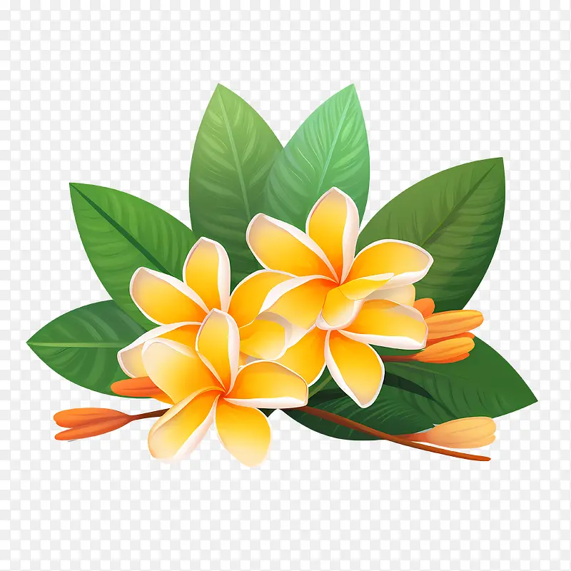 鸡蛋花花-鸡蛋花花