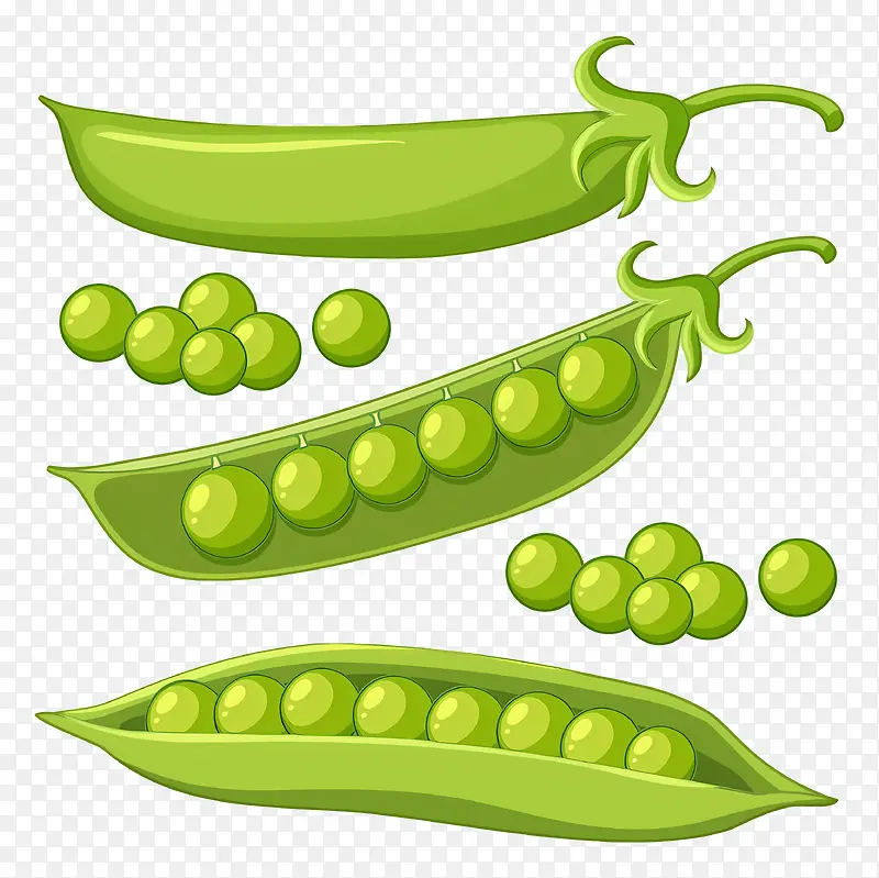 绿豌豆-绿豌豆荚,里面有两颗豌豆