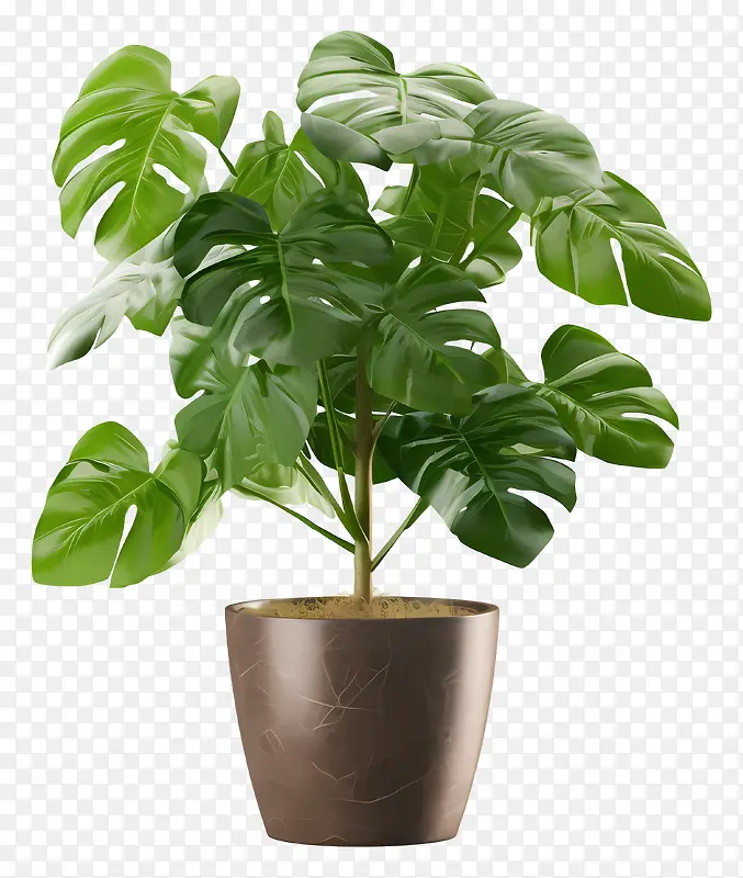 龟背竹植物—大型绿色龟背竹植物的模糊图像PNG图片素材下载_图片编号11339720-PNG素材网