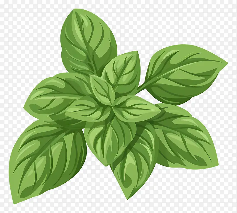 绿叶罗勒植物PNG图片素材下载_图片编号11463404-PNG素材网