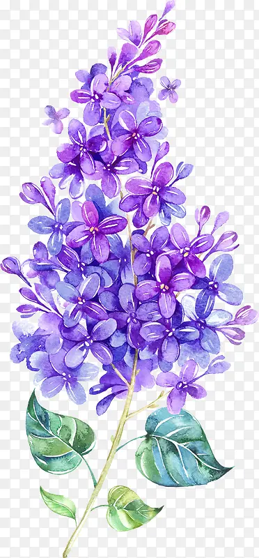 深紫色薰衣草花PNG图片素材下载_图片编号11463845-PNG素材网
