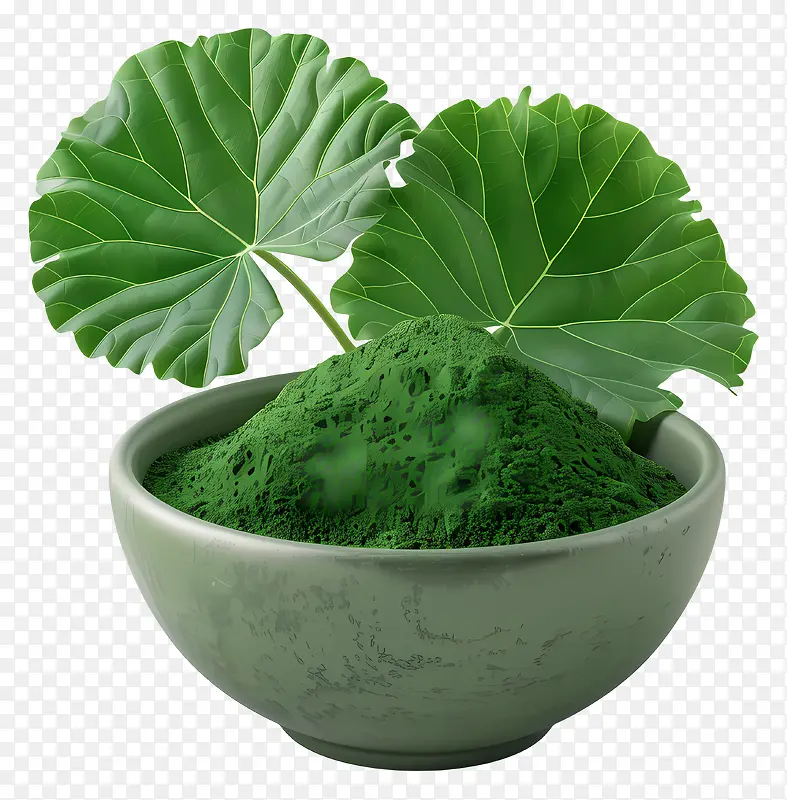 积雪草绿粉末与叶片PNG图片素材下载_图片编号11495717-PNG素材网