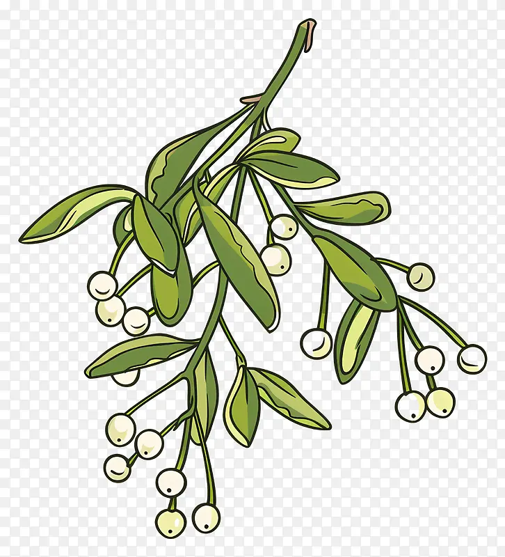 槲寄生植物插画PNG图片素材下载_图片编号11540805-PNG素材网