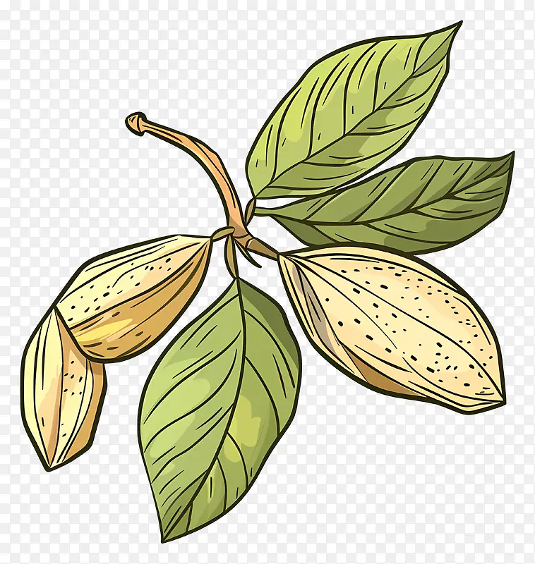 杏仁植物插画PNG图片素材下载_图片编号11540368-PNG素材网