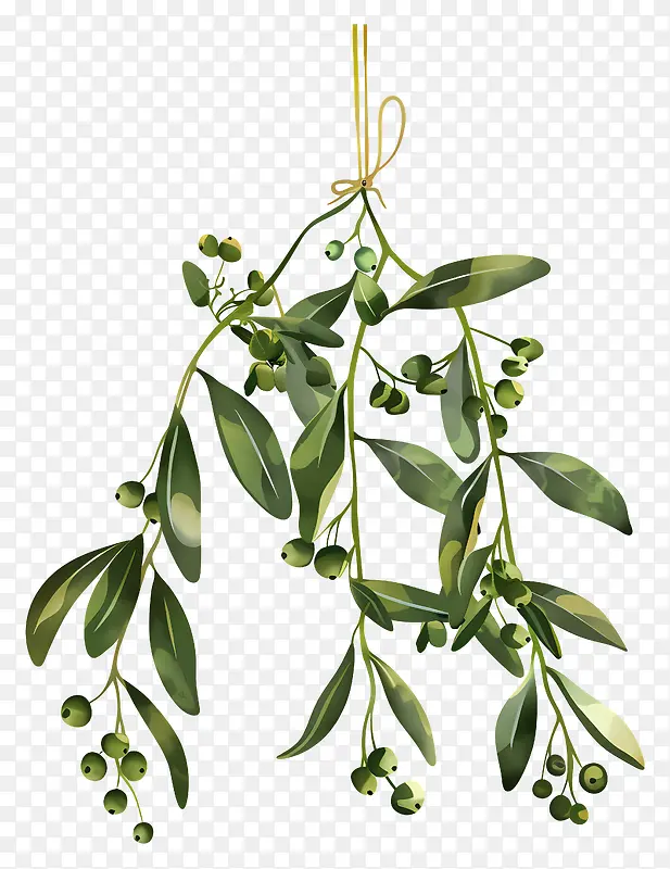 槲寄生植物插画PNG图片素材下载_图片编号11561239-PNG素材网