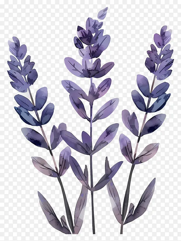紫色薰衣草花卉插画PNG图片素材下载_图片编号11567749-PNG素材网