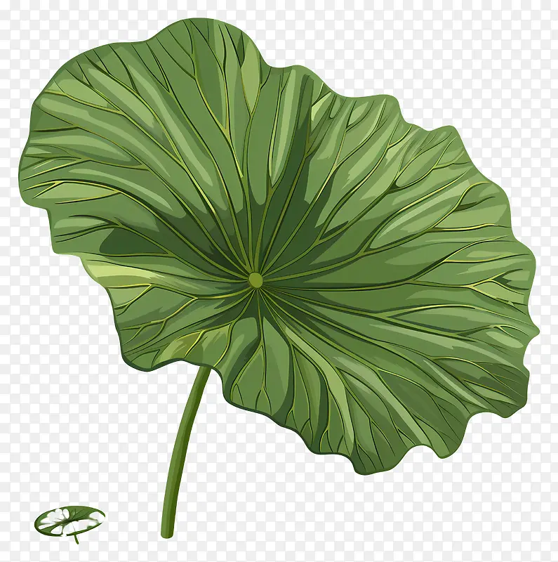荷叶插画PNG图片素材下载_图片编号11577846-PNG素材网
