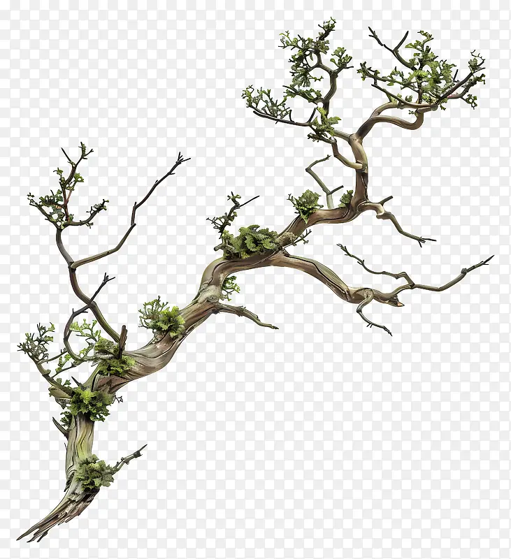 自然元素植物枝干PNG图片素材下载_图片编号11587178-PNG素材网