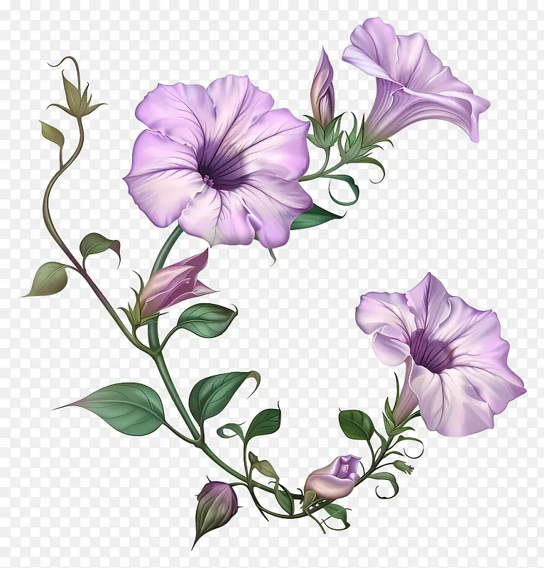 矮牵牛花插画PNG图片素材下载_图片编号11605750-PNG素材网
